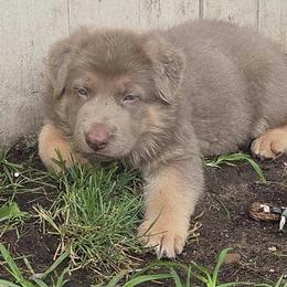 German Shepherd Puppies from Legacy Reborn