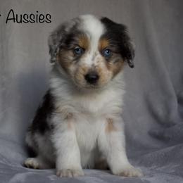 Australian Shepherd Puppies from Bright Star Aussies