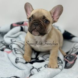Teddy - Fawn male French Bulldog puppy in Chase City, Virginia from Sunnyfield Frenchies