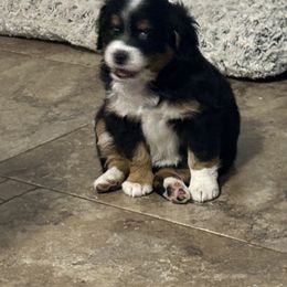 Hazel - Tri-color female Bernedoodle puppy in Mesa, Arizona from R & J Doodles