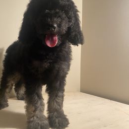 Australian Shepherd, Goldendoodle, and Poodle Puppies from 5AFarms