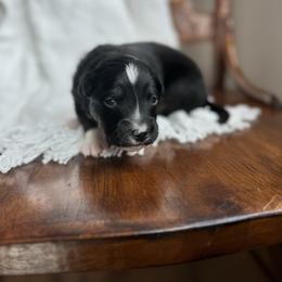 Hank Williams - Black tri-color male Australian Shepherd puppy in Iowa from Burkhart Family Puppies