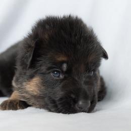 Female (Red Collar) - Black and red female German Shepherd puppy in Kamas, Utah from Uinta Mountain Shepherds