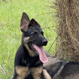 German Shepherd Puppies from StoneWall