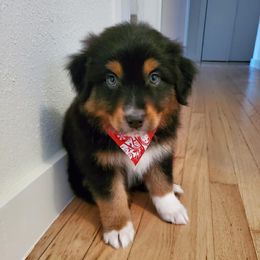 Australian Shepherd Puppies from Sweets' Cattle Co and Australian Shepherds