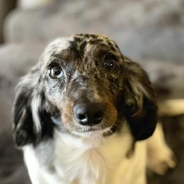 Dachshunds from Samantha Sullivan's Dachshunds