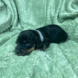Meike - Black and tan female Dachshund puppy in Richmond, Virginia from Paw Prints