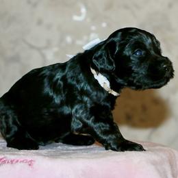 White - Black female Australian Labradoodle puppy in Milton, North Carolina from Good Day Doodles