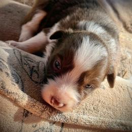 Lexi - White and red female Border Collie puppy in North Lakeport, California from Wild Rose Ranch