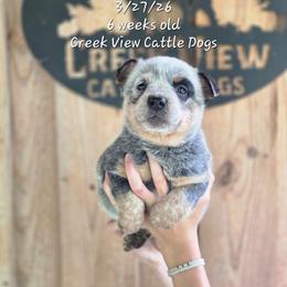 Girl 3 - Blue female Australian Cattle Dog puppy in Monroe, North Carolina from Creek View Cattle Dogs