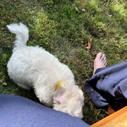 Yellow - White Coton de Tulear puppy in Kingsport, Tennessee from Smoky Mountains Cotons