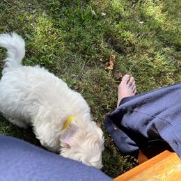 Yellow - White Coton de Tulear puppy in Kingsport, Tennessee from Smoky Mountains Cotons