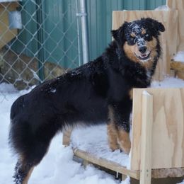 Annabelle - Miniature Australian Shepherd puppy from Caprock Mini & Toy Aussies