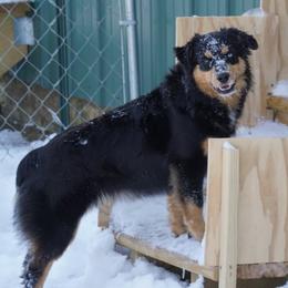 Annabelle - Miniature Australian Shepherd puppy from Caprock Mini & Toy Aussies