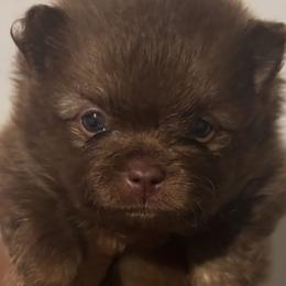 Corduroy - Chocolate male Pomeranian puppy in Eastover, North Carolina from Tea-Cake Pomeranians of The Carolinas