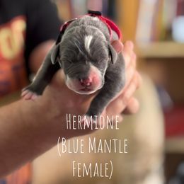 Hermione - Blue and white female Great Dane puppy in Lawrenceburg, Indiana from Jordan Giants