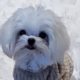 Maltese and Poodle All Grown Up from Maltese & poodle Lovers