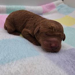 Teddy - Red  male Poodle puppy in Kannapolis, North Carolina from Carolina Great Danes & Toy Poodles