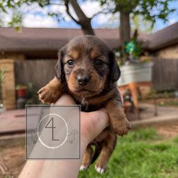 Willow - Brindle female Dachshund puppy in Erick, Oklahoma from 4-L Backyard Dach