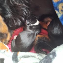Dachshund Puppies from A&R Dachshund