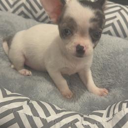 Mrs Sky Blue blue and green eye 6900 - Merle female Chihuahua puppy in Las Vegas, Nevada from Quality Poms Chihuahua Yorkies of Las vegas