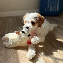 Autumn - Parti female Goldendoodle puppy in San Jose, California from Doodle Amore