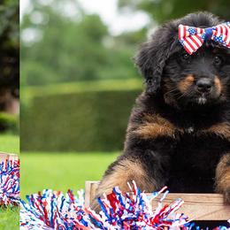 Liberty Belle - Tri-color female Bernedoodle puppy in Spartanburg, South Carolina from Southern Magnolia Bernedoodles