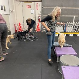 Labrador Retriever Puppies from Armory Labradors