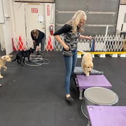 Labrador Retriever Puppies from Armory Labradors