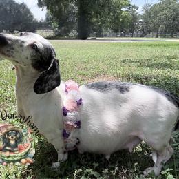 Siete (7) - Dachshund