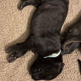 Great Dane Puppies from Amor Mio Great Danes