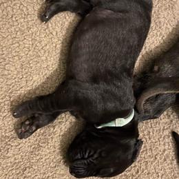 Great Dane Puppies from Amor Mio Great Danes