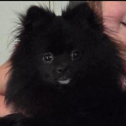 Opal - Pomeranian