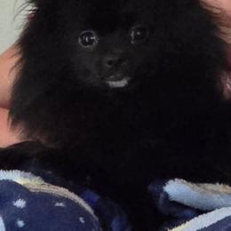 Opal - Pomeranian
