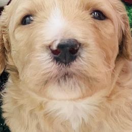 Donner - Yellow and white male Bernedoodle puppy in Montverde, Florida from Central Florida Bernedoodles