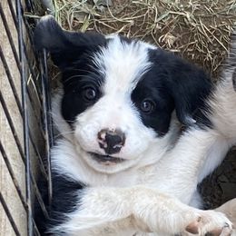 Border Collies from Fluffy Nugget Farm