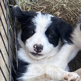 Border Collies from Fluffy Nugget Farm