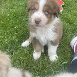 Australian Shepherd Puppies from Quiet Cove Kennels
