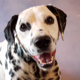 Marcel - Dalmatian