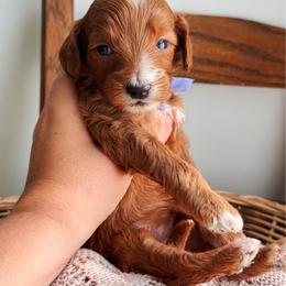 Bluebell - Purple collar girl - Red  female Goldendoodle puppy in Ruthorfordton, North Carolina from Duncan Doodles Goldendoodles
