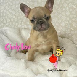 Cindy Lou - Blue female French Bulldog puppy in Spokane, Washington from 47 North Frenchies, LLC
