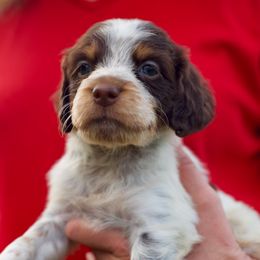 Brittany Puppies from Bent River Bretons