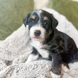 Pecan - Black phantom female Aussiedoodle puppy in Granbury, Texas from Triple Cross Doodles