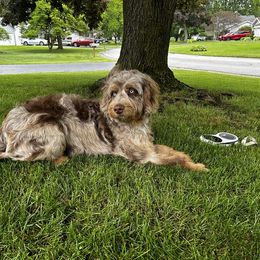 Aussiedoodle and Australian Shepherd All Grown Up from Branch Creek kennels