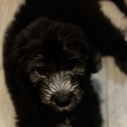 Sheepadoodles from Love Tallulah Sheepadoodles LLC