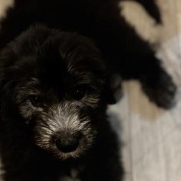 Sheepadoodles from Love Tallulah Sheepadoodles LLC