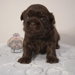 Girl 1 - Chocolate female Shih Tzu puppy in Salem, Oregon from LiL SHiHTZ