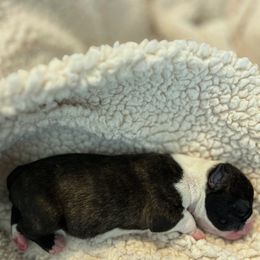 Boston Terrier Puppies from Rhonda Binkard