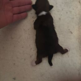 Girl 2 - Chocolate female Shih Tzu puppy in Manlius, New York from Dorothy Agrippino's Shih Tzus