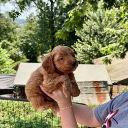 Gale - Red  female Goldendoodle puppy in Calhoun, Georgia from Happy Top Doodles